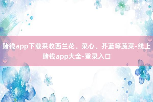 赌钱app下载采收西兰花、菜心、芥蓝等蔬菜-线上赌钱app大全-登录入口
